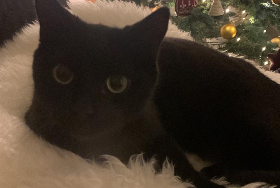 Alerte Disparition Chat Mâle , 1 ans La Neuveville Suisse