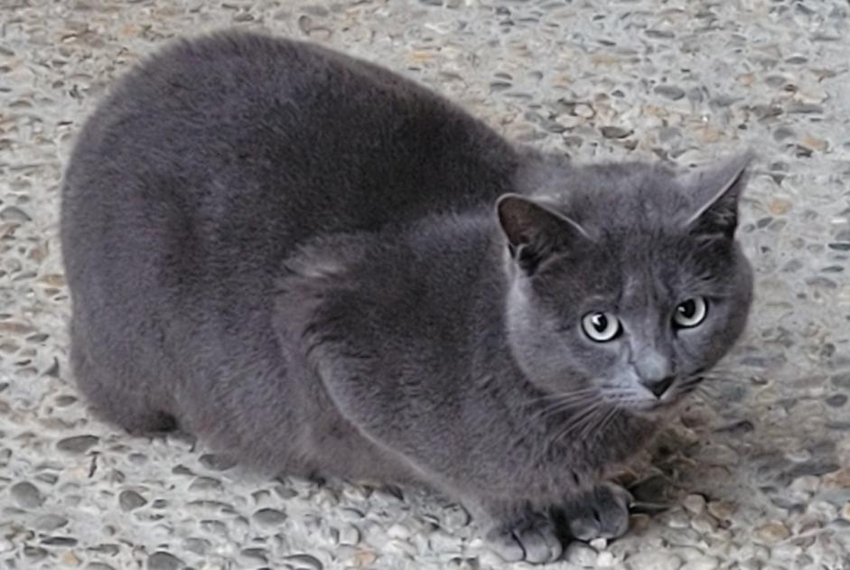 Alerte Découverte Chat croisement Mâle Clairac France