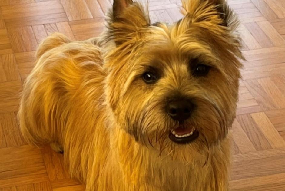 Alerte Disparition Chien  Mâle , 2 ans Lancy Suisse