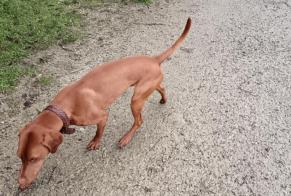 Alerte Découverte Chien  Mâle Auray France