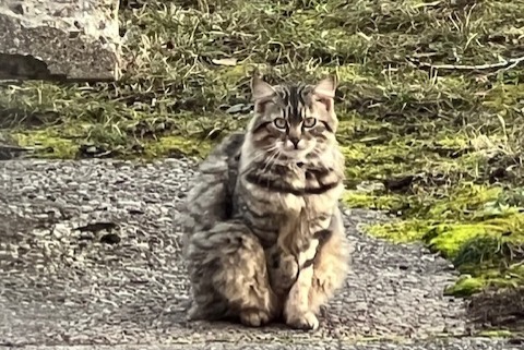 Alerte Découverte Chat Inconnu , 2 ans Genève Suisse