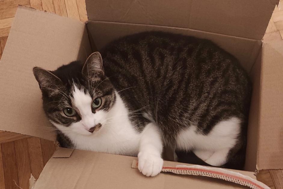 Alerte Disparition Chat Mâle , 9 ans Avenches Suisse