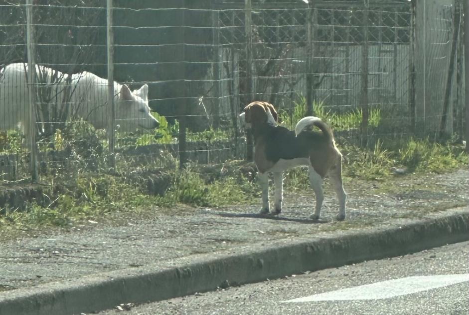 Alerte Découverte Chien  Inconnu Bergerac France