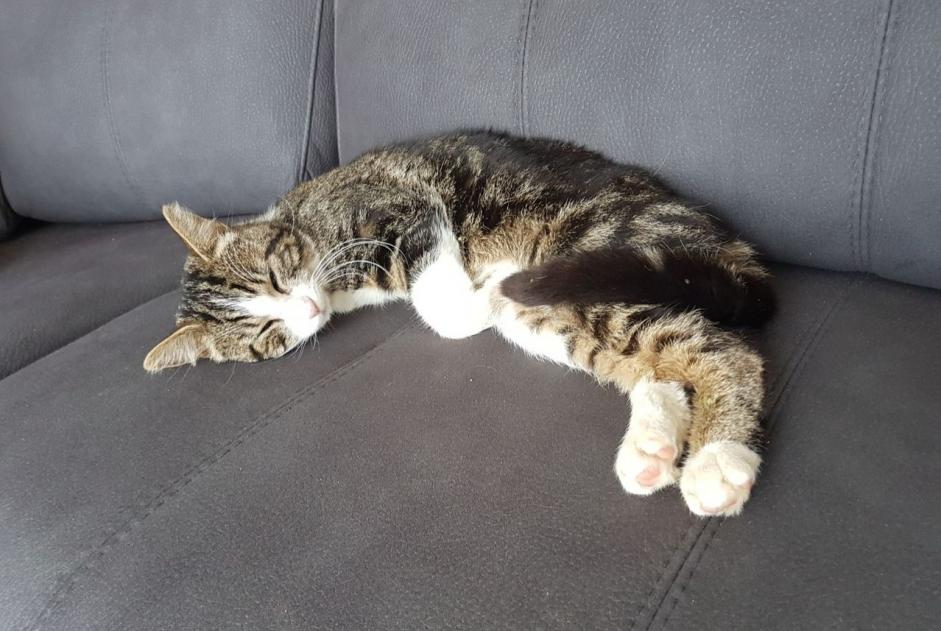 Alerte Disparition Chat Mâle , 9 ans Darnétal France