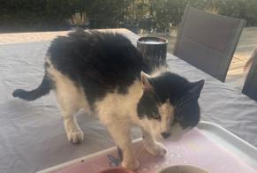 Alerte Découverte Chat croisement Femelle Gilly Suisse