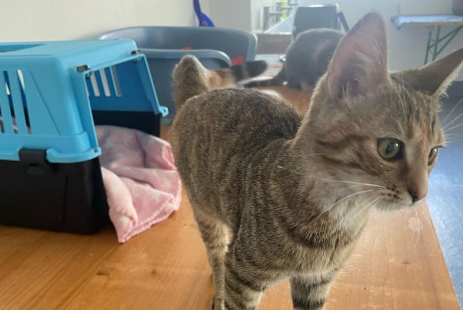 Alerte Découverte Chat  Femelle Neuchâtel Suisse