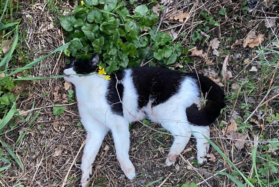 Alerte Découverte Chat Inconnu Muret France