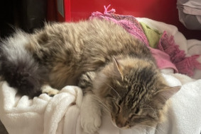 Alerte Disparition Chat Mâle , 2 ans Corcelles-près-Payerne Suisse