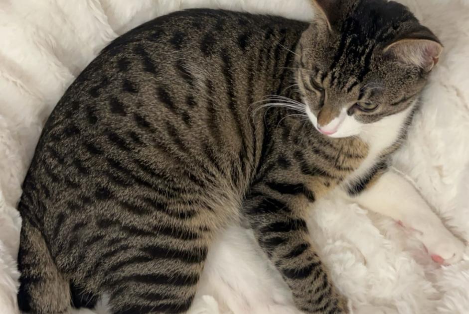 Alerte Disparition Chat Mâle , 1 ans Neuchâtel Suisse