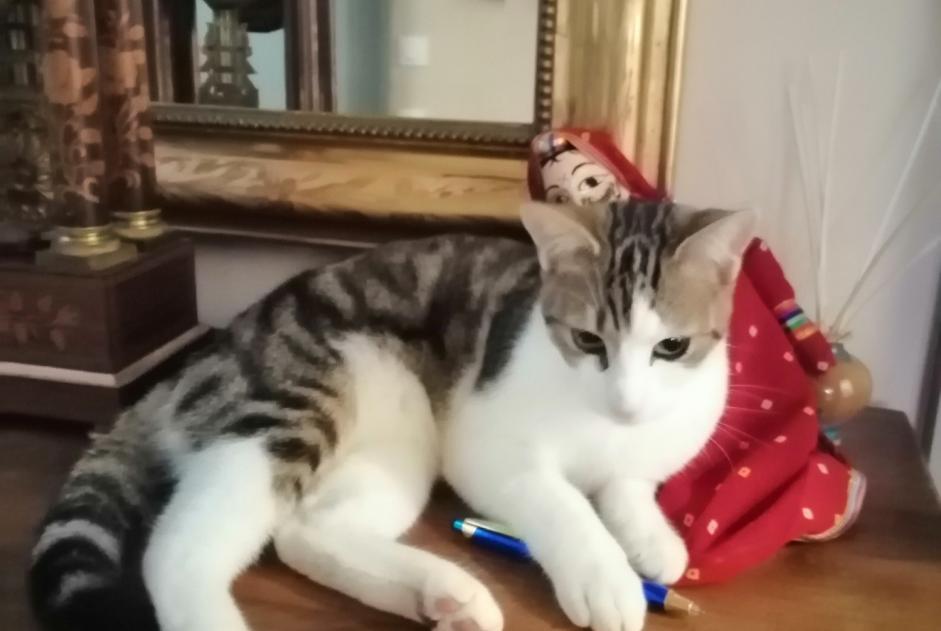 Alerte Disparition Chat croisement Mâle , 1 ans Agen France