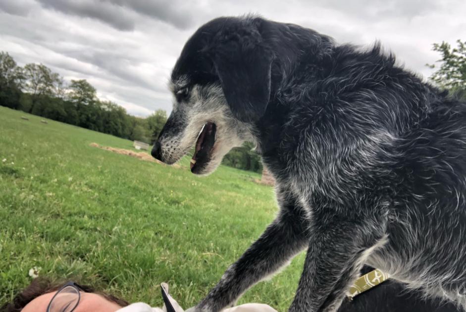 Alerte Disparition Chien croisement Femelle , 11 ans Saint-Georges-de-Didonne France