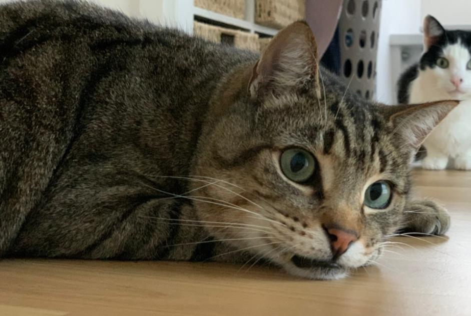 Alerte Disparition Chat Mâle , 10 ans Bougy-Villars Suisse