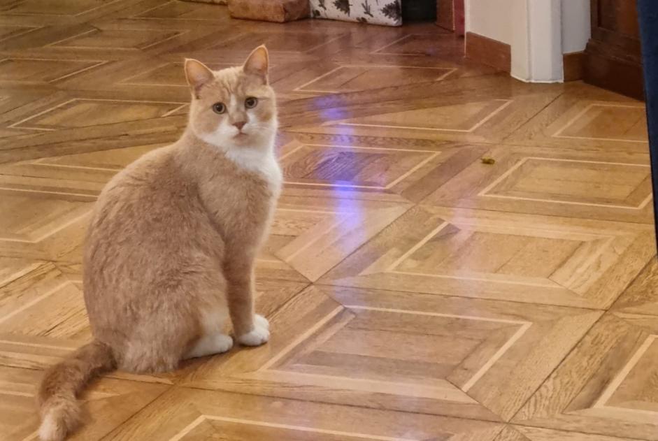 Alerte Disparition Chat croisement Mâle , 4 ans Montreux Suisse