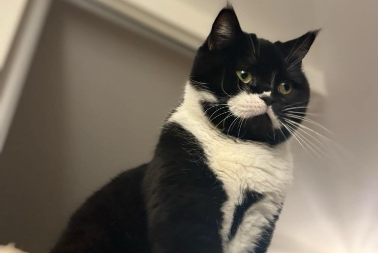 Alerte Disparition Chat Mâle , 3 ans Besançon France