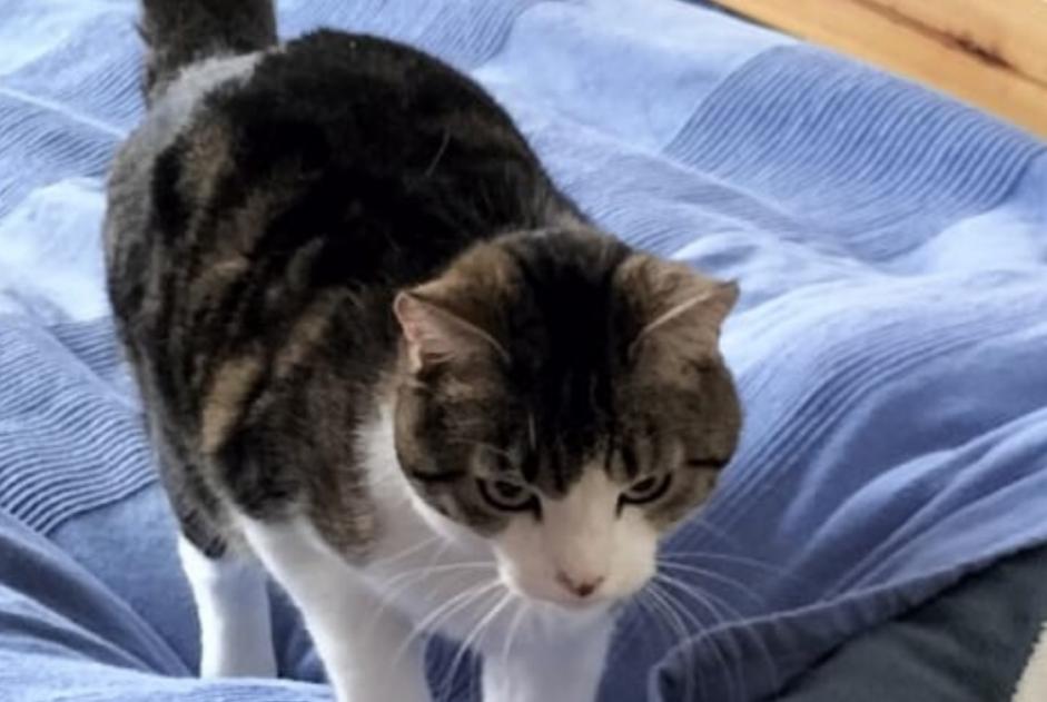 Alerte Disparition Chat Mâle , 7 ans Fribourg Suisse