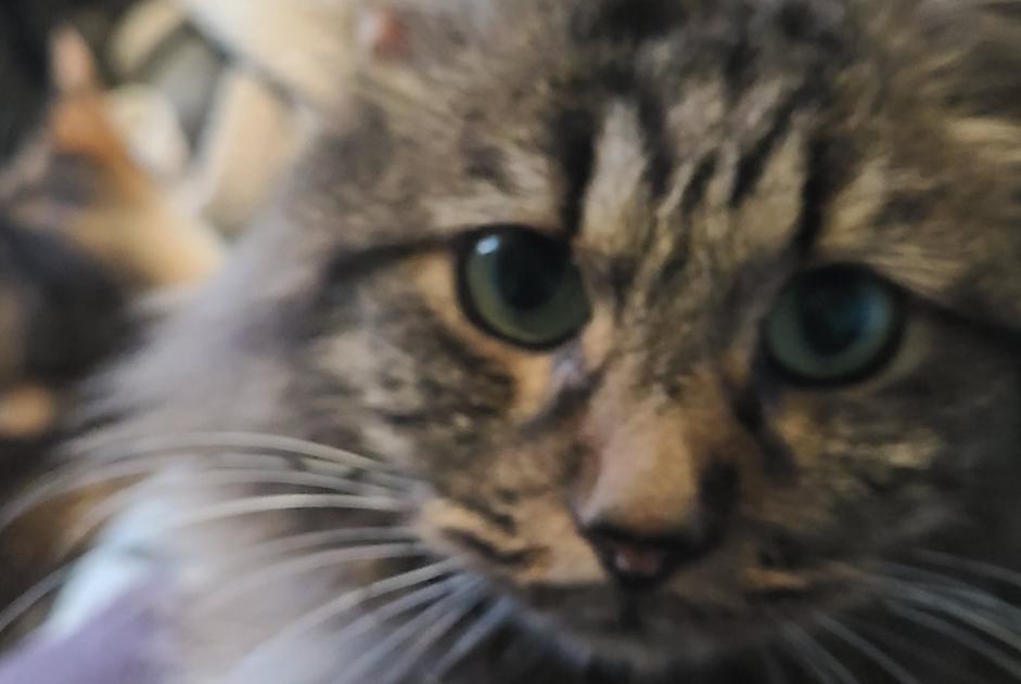 Alerte Disparition Chat  Mâle , 6 ans Bihorel France