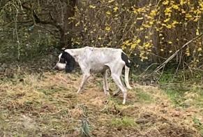 Alerte Découverte Chien Inconnu Cuzieu France