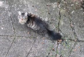 Alerte Découverte Chat Inconnu Béning-lès-Saint-Avold France