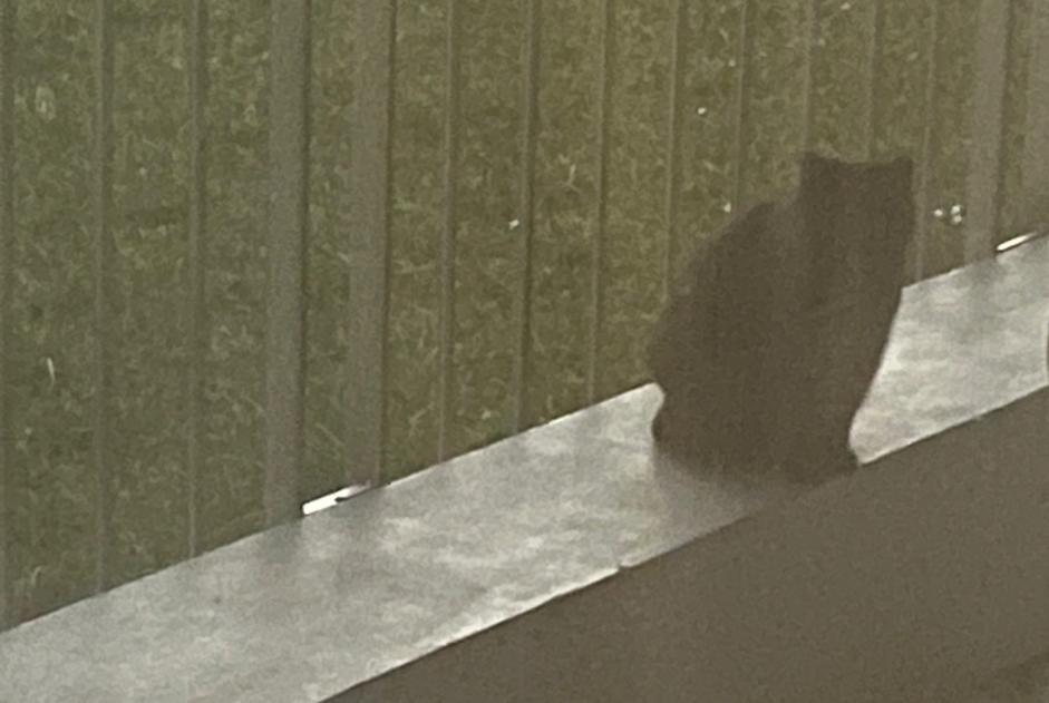 Alerte Découverte Chat Inconnu Sion Suisse