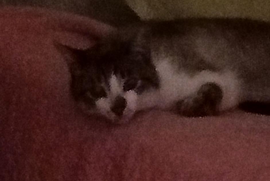 Alerte Disparition Chat croisement Mâle , 2 ans Remiremont France