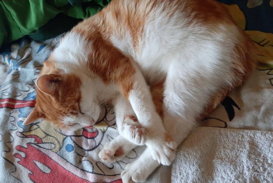 Alerte Disparition Chat Mâle , 9 ans Villars-sur-Glâne Suisse