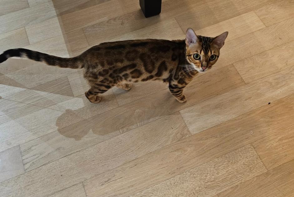 Alerte Disparition Chat  Femelle , 1 ans Chippis Suisse