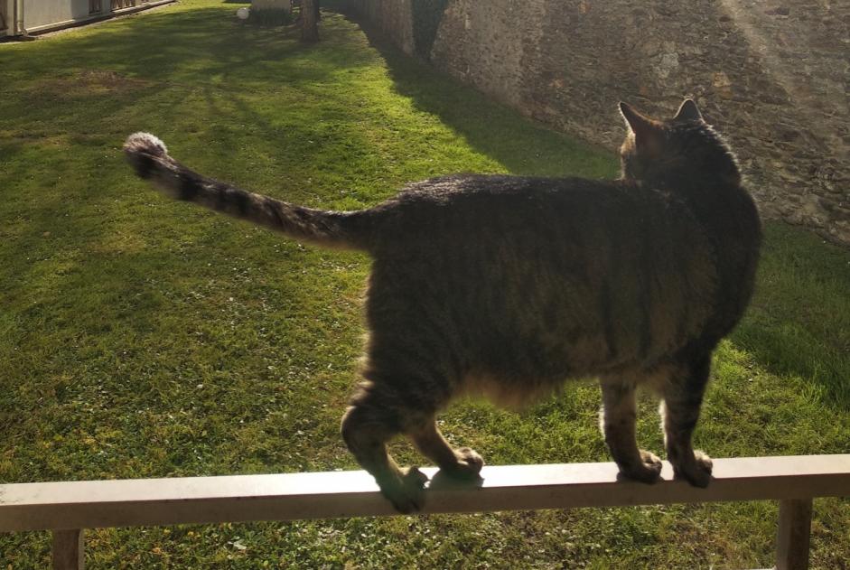 Alerte Disparition Chat Mâle , 10 ans Nantes France