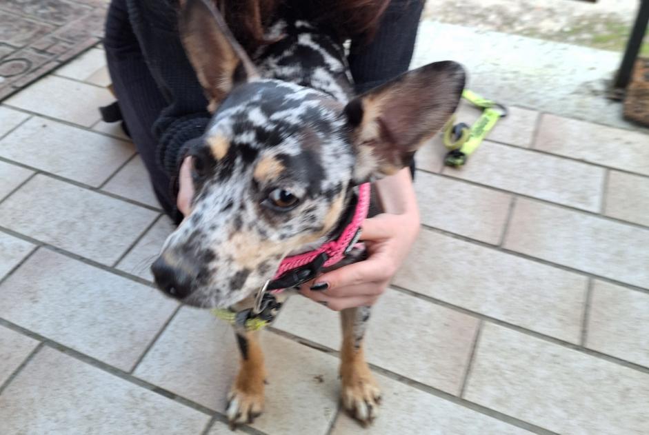 Alerte Découverte Chien croisement Femelle Verges France