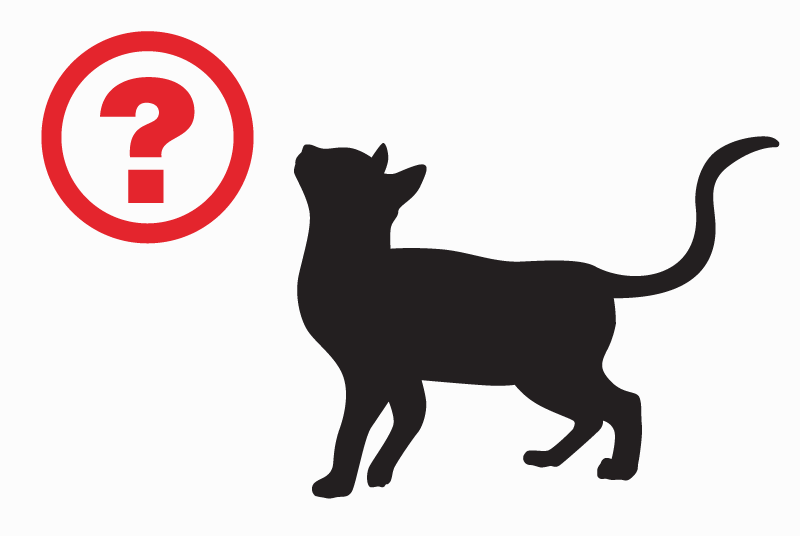 Discovery alert Cat miscegenation Unknown Leytron Switzerland