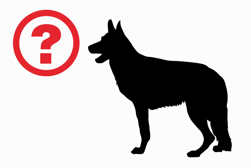 Vermësstemeldung Hond Männlech , 4 joer Petit-Lancy Suisse