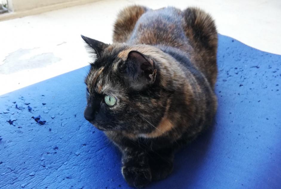 Avviso scomparsa Gatto  Femmina , 12 anni Saint-André-lez-Lille Francia