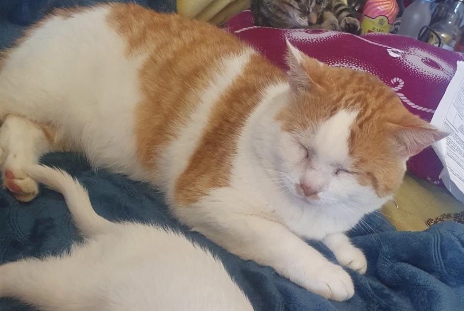 Avviso scomparsa Gatto Maschio , 9 anni Guignen Francia