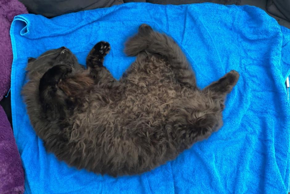 Avviso scomparsa Gatto Maschio , 5 anni Wünnewil-Flamatt Svizzera