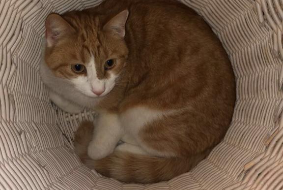 Avviso scomparsa Gatto Maschio , 7 anni Fribourg Svizzera