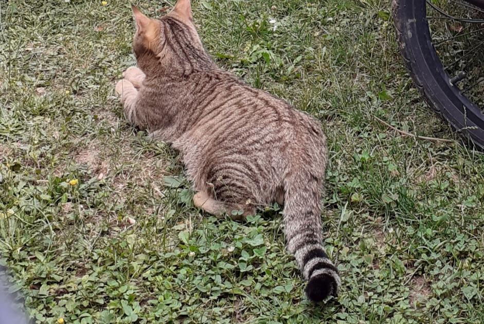 Avviso scomparsa Gatto incrocio di razze Maschio , 2 anni Gy Svizzera