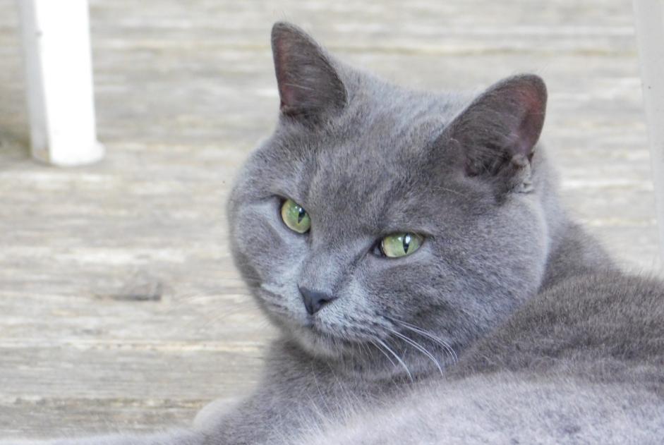 Avviso scomparsa Gatto incrocio di razze Femmina , 8 anni Cheyres-Châbles Svizzera