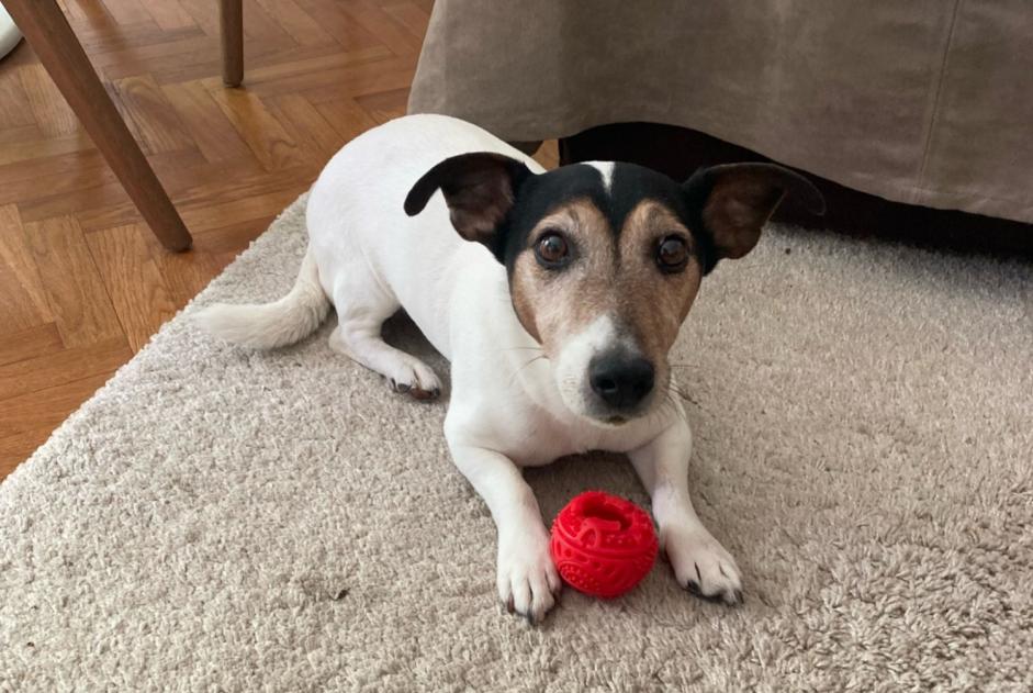 Avviso scomparsa Cane  Maschio , 13 anni Boutigny-sur-Essonne Francia