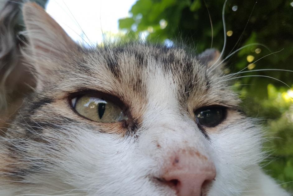 Avviso scomparsa Gatto  Maschio , 12 anni Orléans Francia