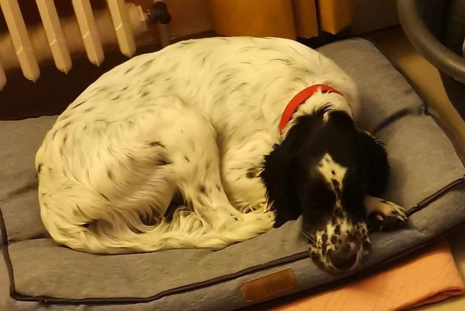 Avviso scomparsa Cane  Maschio , 6 anni Pauilhac Francia