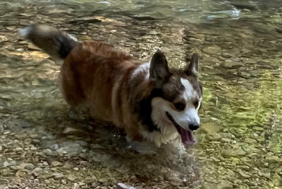 Avviso scomparsa Cane  Maschio , 5 anni Péry-La Heutte Svizzera