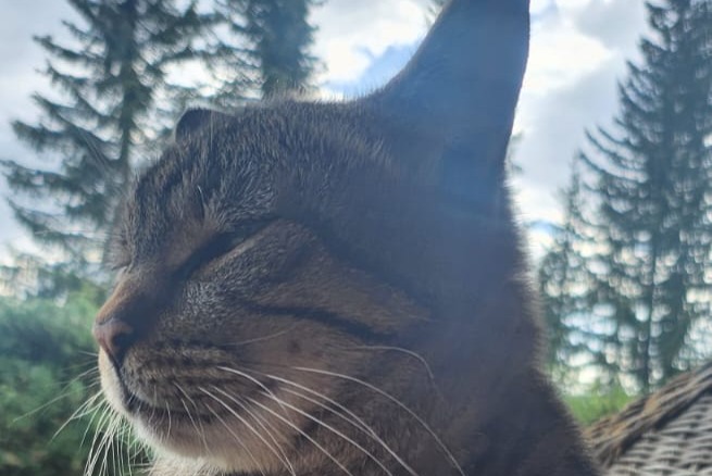 Avviso scomparsa Gatto Maschio , 7 anni Crans-Montana Svizzera