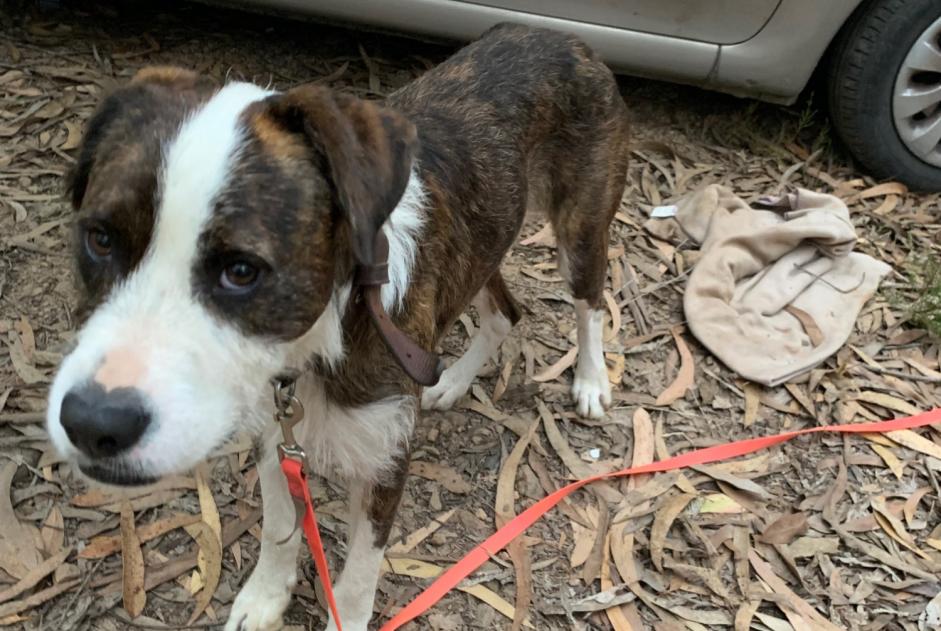 Avviso Ritrovamento Cane incrocio di razze Maschio Folgosa Portogallo