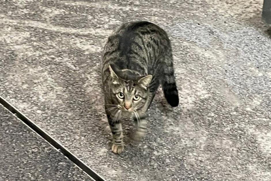 Avviso Ritrovamento Gatto incrocio di razze Non conosciuta Martigny Svizzera