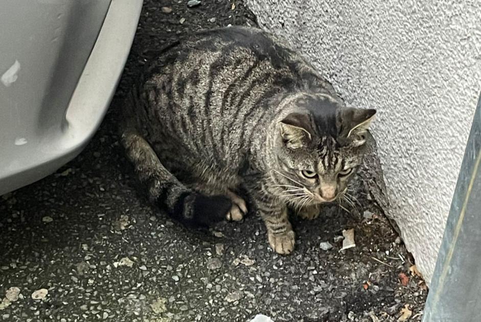 Avviso Ritrovamento Gatto incrocio di razze Non conosciuta Martigny Svizzera