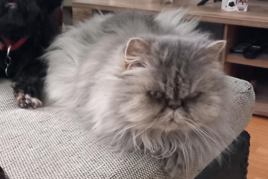 Avviso scomparsa Gatto  Femmina , 10 anni Estavayer Svizzera