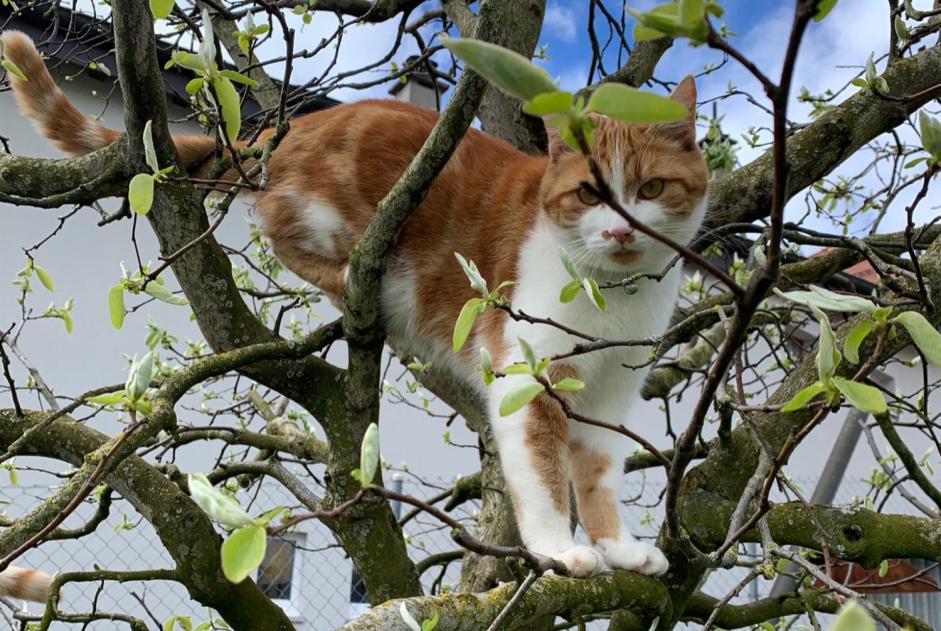 Avviso scomparsa Gatto Maschio , 2 anni Vullierens Svizzera