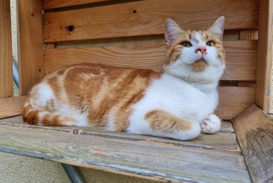 Avviso scomparsa Gatto Maschio , 2 anni Vullierens Svizzera