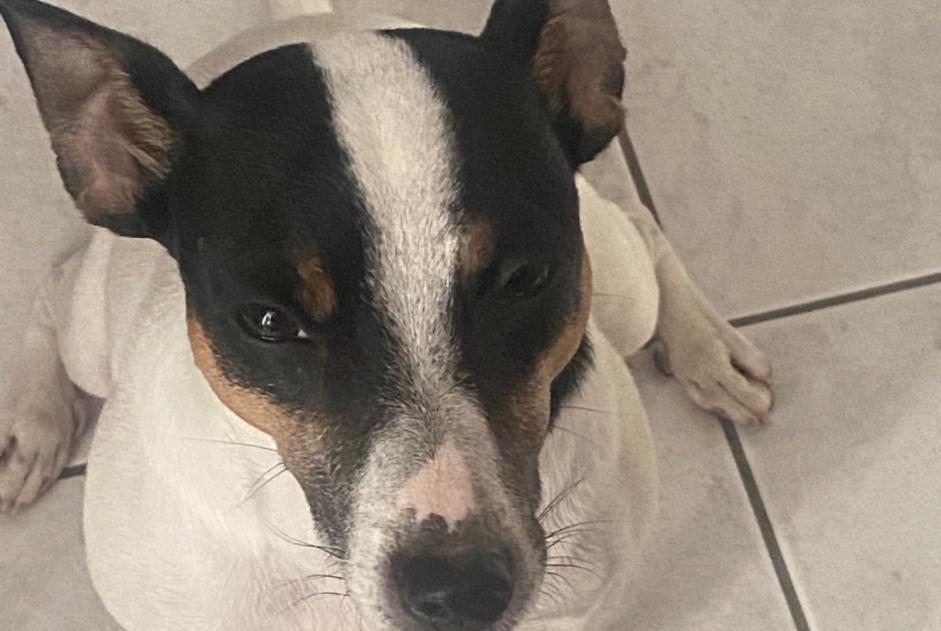 Avviso scomparsa Cane  Femmina , 4 anni Fribourg Svizzera