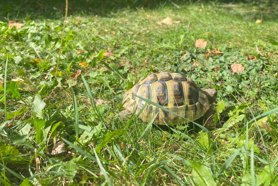 Avviso scomparsa Tartaruga Femmina , 2024 anni Martigny Svizzera