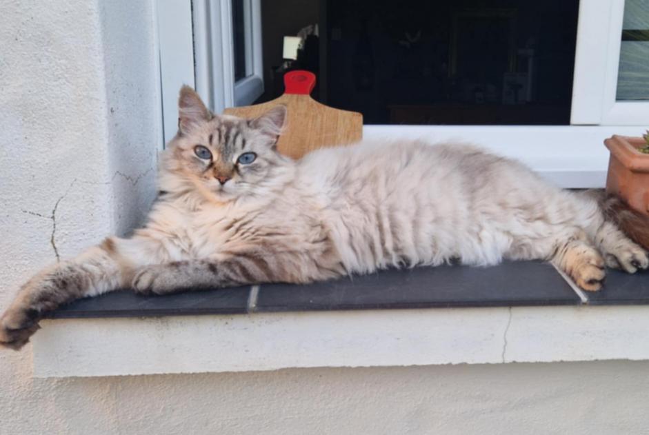 Avviso scomparsa Gatto  Femmina , 11 anni Soullans Francia